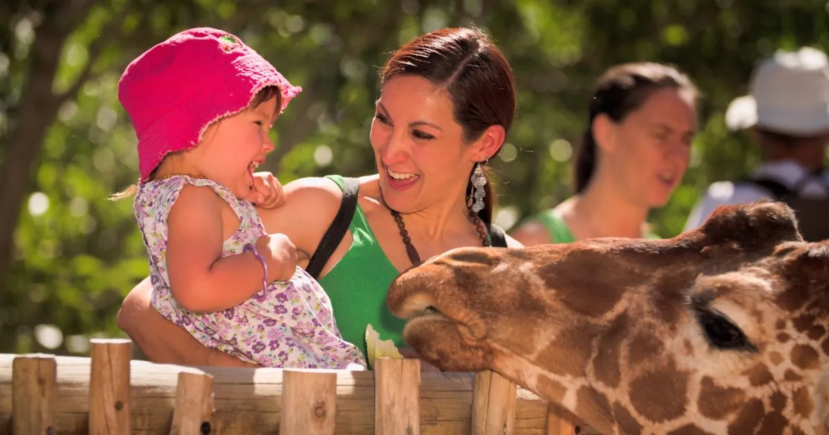 Puedes alimentar a las jirafas en el zoológico de Colorado Springs