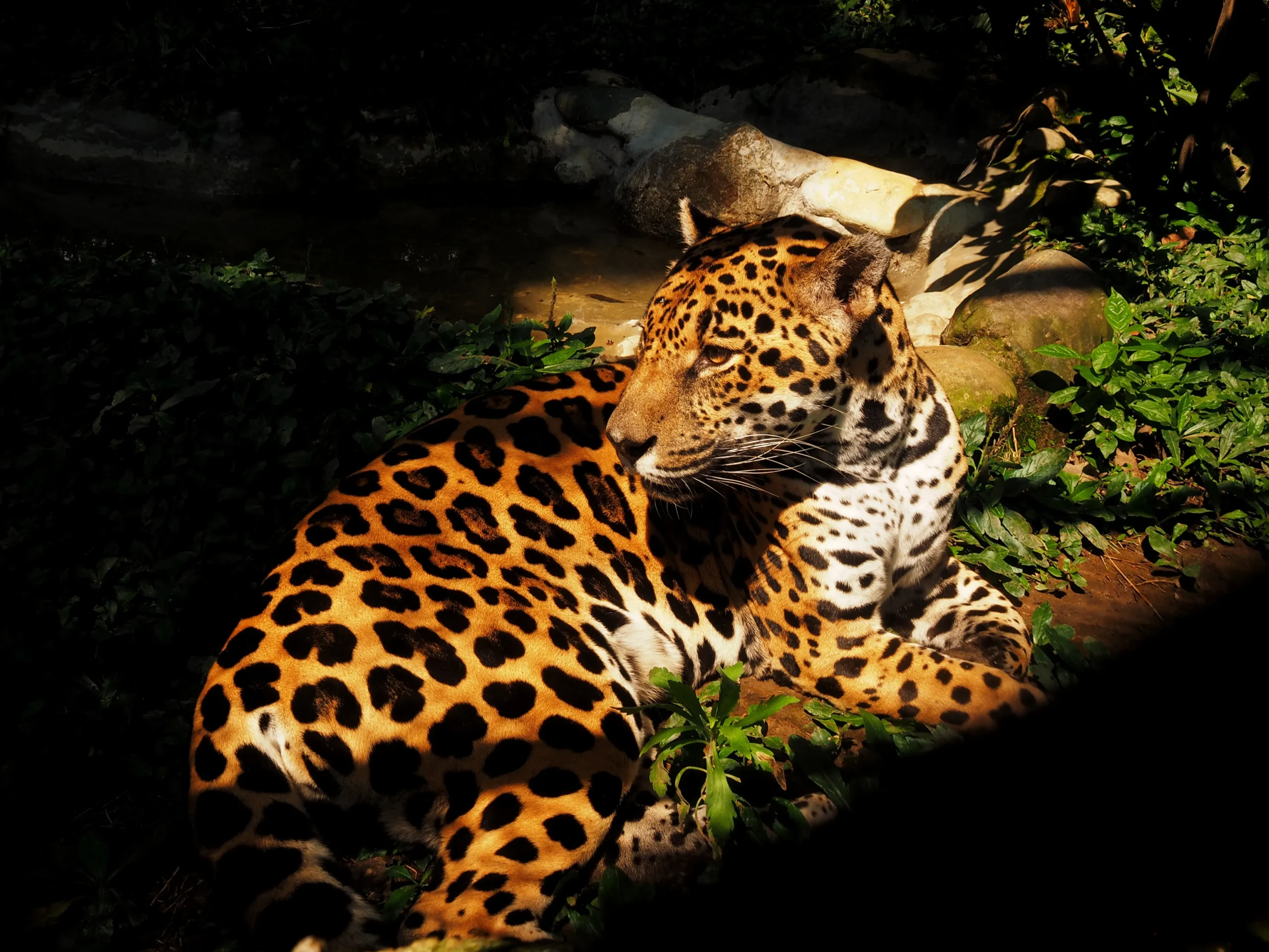 Qué días abren el zoológico de Medellín